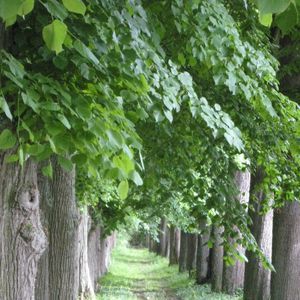 Meet your Posher, Lynette